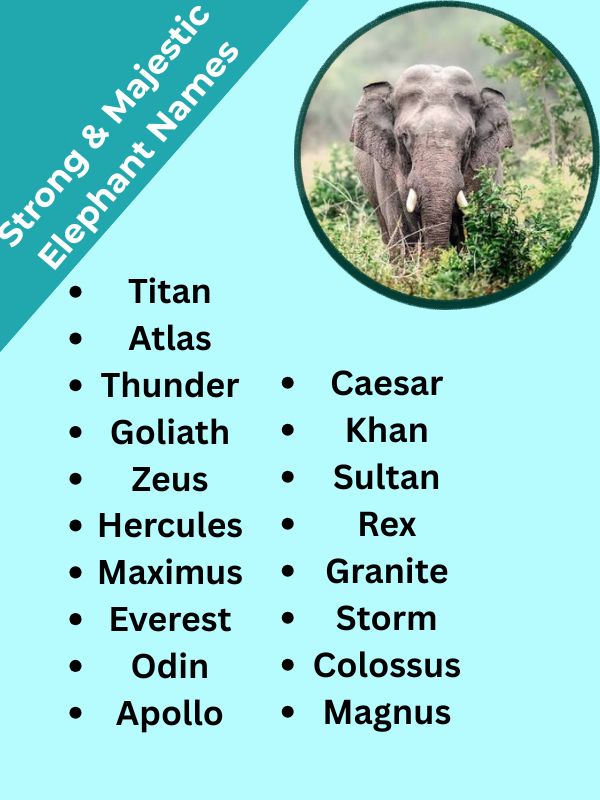 Strong & Majestic Elephant Names
