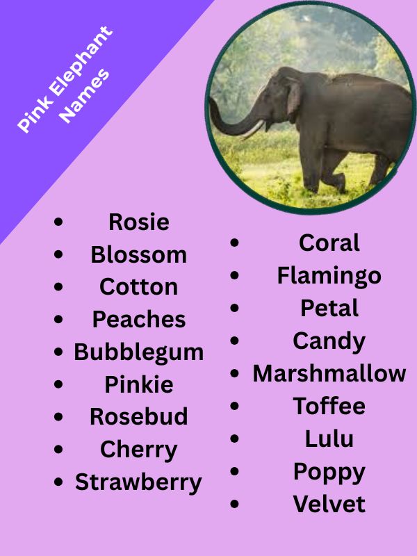 Pink Elephant Names