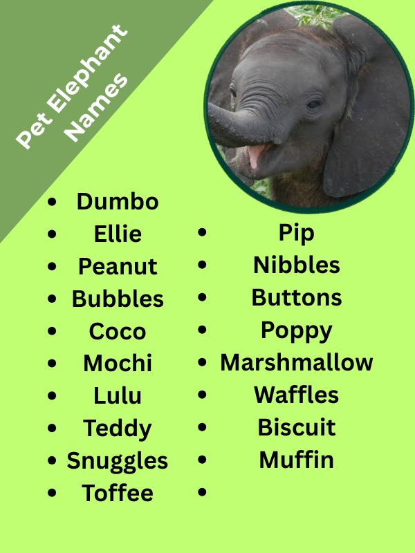 Pet Elephant Names