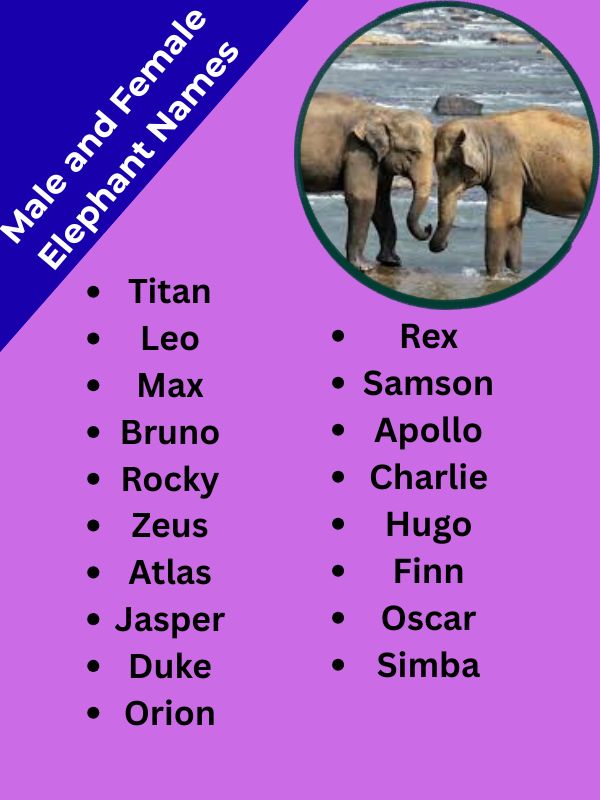 Male and Female Elephant Names