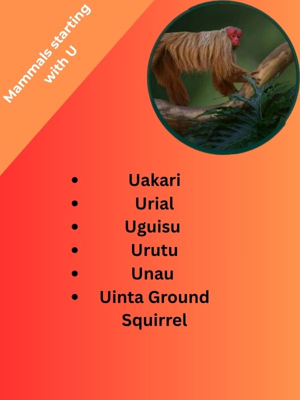 Mammals starting with U