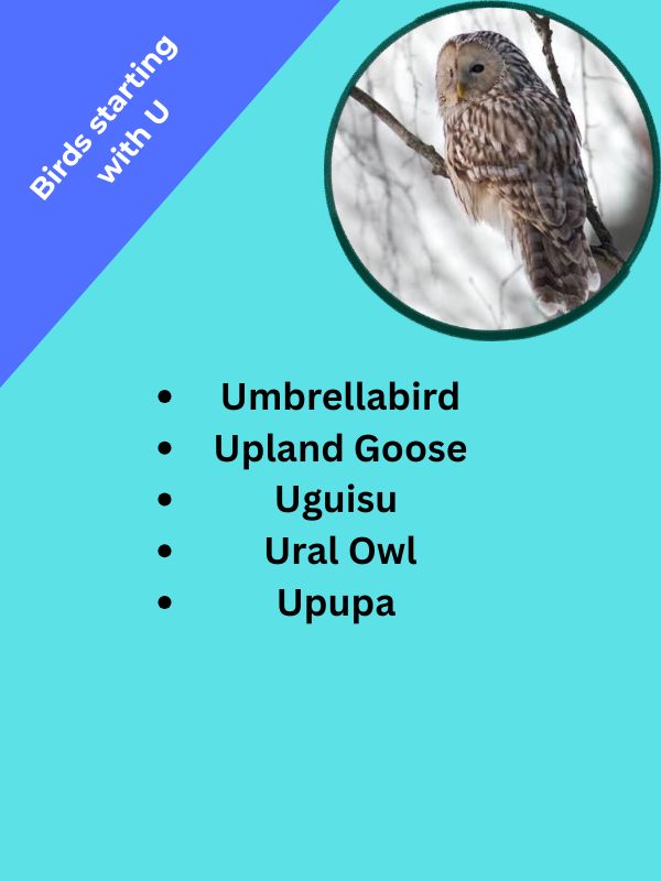 Birds starting with U