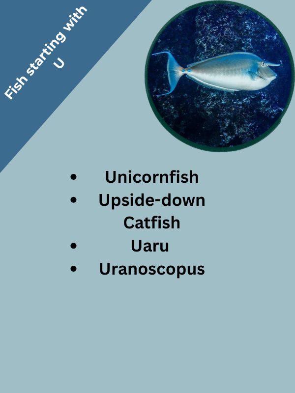 Fish starting with U