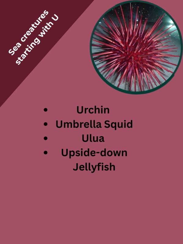 Sea creatures starting with U