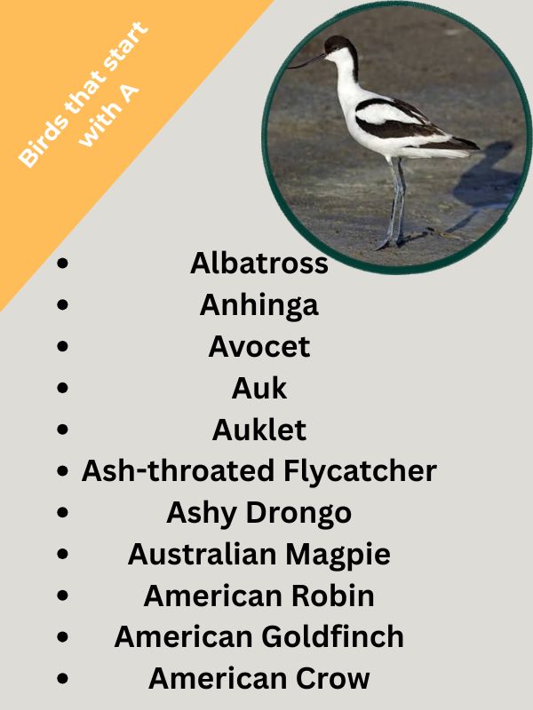 Birds that start with A