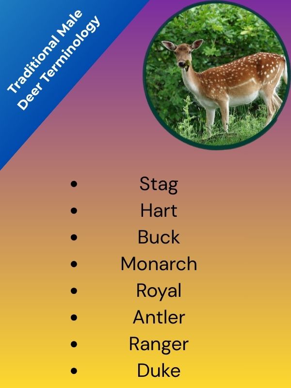 Traditional Male Deer Terminology