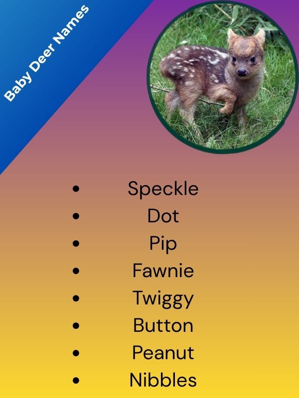 Baby Deer Names