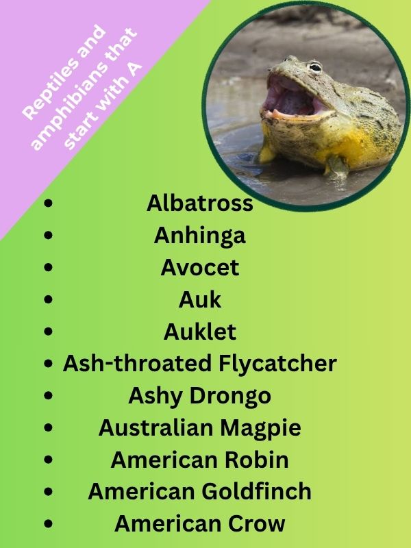 Reptiles and amphibians that start with A