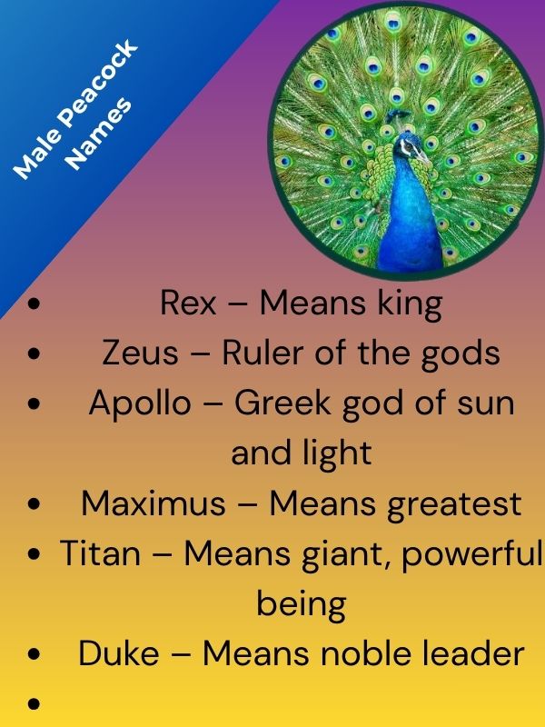 Male Peacock Names 