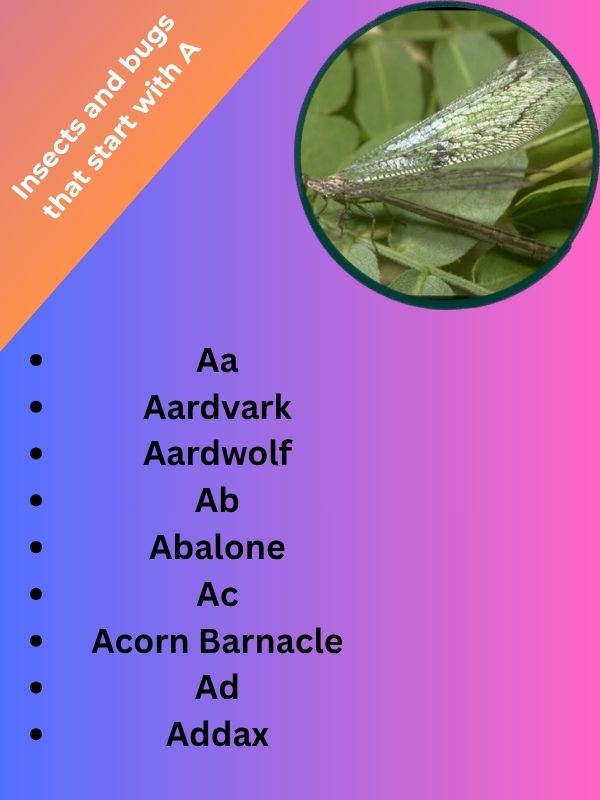 Insects and bugs that start with A