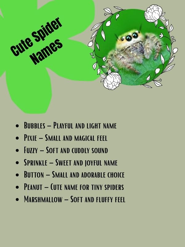 Cute Spider Names