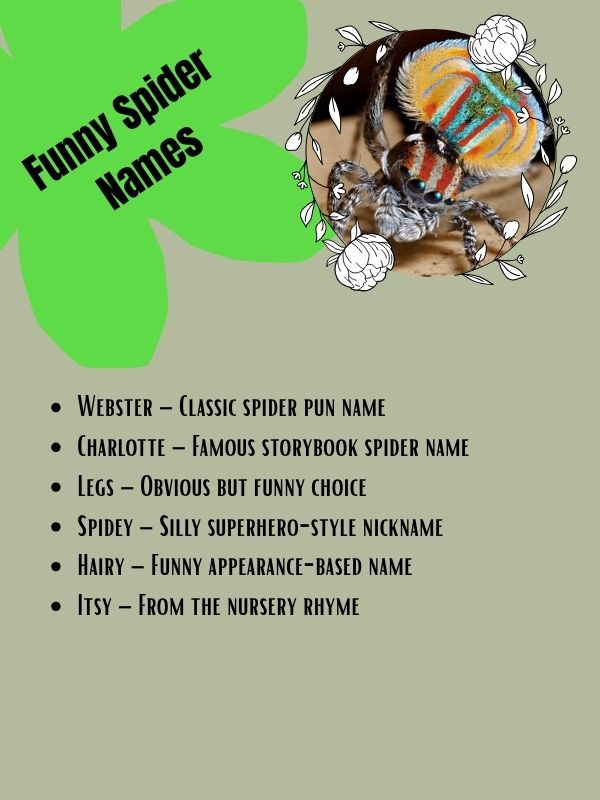 Funny Spider Names