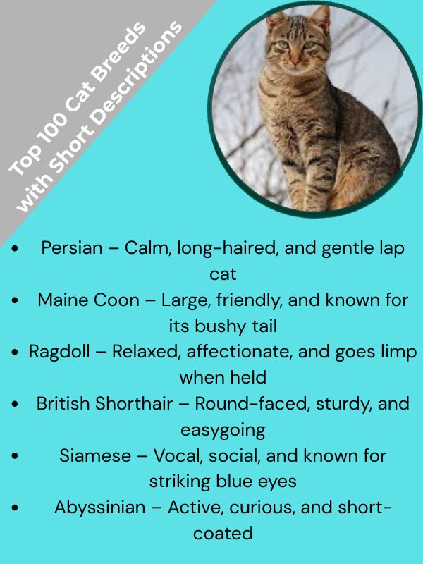 Top 100 Cat Breeds with Short Descriptions